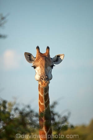 Africa;African-animals;African-wildlife;animal;animals;game-drive;game-park;game-parks;game-reserve;game-reserves;game-viewing;Giraffa-camelopardalis;Giraffa-camelopardalis-giraffa;giraffe;giraffes;Great-Limpopo-Transfrontier-Park;Kruger;Kruger-N.P.;Kruger-National-Park;Kruger-NP;Kruger-reserve;Kruger-to-Canyons-Biosphere;mammal;mammals;national-park;national-parks;natural;nature;Republic-of-South-Africa;reserve;reserves;safari;safaris;South-Africa;South-African-Giraffe;South-African-Giraffes;South-African-Republic;Southern-Africa;wild;wilderness;wildlife;wildlife-park;wildlife-parks;wildlife-reserve;wildlife-reserves