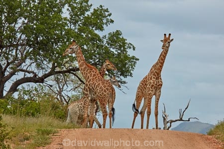 Africa;African;African-animals;African-wildlife;animal;animals;frica;game-drive;game-park;game-parks;game-reserve;game-reserves;game-viewing;Giraffa-camelopardalis;Giraffa-camelopardalis-giraffa;giraffe;giraffes;Great-Limpopo-Transfrontier-Park;Kruger;Kruger-N.P.;Kruger-National-Park;Kruger-NP;Kruger-reserve;Kruger-to-Canyons-Biosphere;mammal;mammals;national-park;national-parks;natural;nature;Republic-of-South-Africa;reserve;reserves;road;road-block;safari;safaris;South-Africa;South-African-Giraffe;South-African-Giraffes;South-African-Republic;Southern-Africa;wild;wilderness;wildlife;wildlife-park;wildlife-parks;wildlife-reserve;wildlife-reserves