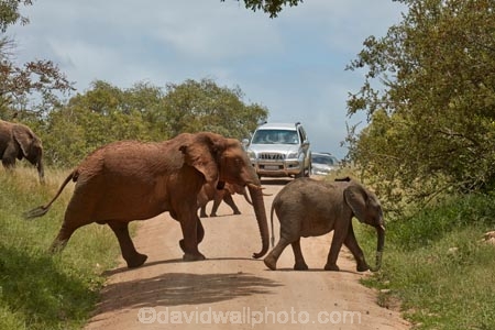 4x4;Africa;African;African-animals;African-bush-elephant;African-bush-elephants;African-elephant;African-elephants;African-wildlife;animal;animals;babies;baby;calf;calfs;calves;car;cars;crossing;danger;dangerous;elephant;elephants;game-drive;game-park;game-parks;game-reserve;game-reserves;game-viewing;Great-Limpopo-Transfrontier-Park;Kruger;Kruger-N.P.;Kruger-National-Park;Kruger-NP;Kruger-reserve;Kruger-to-Canyons-Biosphere;Loxodonta-africana;mammal;mammals;national-park;national-parks;natural;nature;pachyderm;pachyderms;Republic-of-South-Africa;reserve;reserves;road;road-block;road-blocks;roads;safari;safaris;South-Africa;South-African-Republic;Southern-Africa;traffic;tusk;tusks;wild;wilderness;wildlife;wildlife-park;wildlife-parks;wildlife-reserve;wildlife-reserves
