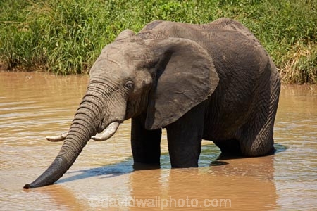 Africa;African;African-animals;African-bush-elephant;African-bush-elephants;African-elephant;African-elephants;African-wildlife;animal;animals;drink;drinking;elephant;elephants;game-drive;game-park;game-parks;game-reserve;game-reserves;game-viewing;Great-Limpopo-Transfrontier-Park;Kruger;Kruger-N.P.;Kruger-National-Park;Kruger-NP;Kruger-reserve;Kruger-to-Canyons-Biosphere;Loxodonta-africana;mammal;mammals;muddy;national-park;national-parks;natural;nature;pachyderm;pachyderms;pond;ponds;Republic-of-South-Africa;reserve;reserves;safari;safaris;South-Africa;South-African-Republic;Southern-Africa;trunk;trunks;tusk;tusks;water;water-hole;water-holes;waterhole;waterholes;wild;wilderness;wildlife;wildlife-park;wildlife-parks;wildlife-reserve;wildlife-reserves;Berg_en_Dal;Berg-en-Dal