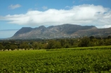 agricultural;agriculture;Cape-Town;country;countryside;crop;crops;cultivation;farm;farming;farmland;farms;field;fields;grape;grapes;grapevine;Groot-Constantia;Groot-Constantia-Vineyard;Groot-Constantia-Wine-Estate;Groot-Constantia-Winery;horticulture;Republic-of-South-Africa;row;rows;rural;South-Africa;South-African-Republic;Southern-Africa;vine;vines;vineyard;vineyards;vintage;wine;wineries;winery;wines;winelands;Cape-Winelands