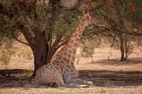 Africa;African;African-wildlife;Angolan-giraffe;animal;animals;Botswana;desert;deserts;game-drive;game-viewing;Gemsbok-National-Park;Giraffa-camelopardalis;Giraffa-camelopardalis-angolensis;giraffe;giraffes;herd;herds;Kalahari-Desert;Kalahari-Gemsbok-N.P.;Kalahari-Gemsbok-National-Park;Kalahari-Gemsbok-NP;Kgalagadi;Kgalagadi-Park;Kgalagadi-Transfrontier-Park;lying-down;mammal;mammals;national-park;national-parks;natural;nature;park;parks;Republic-of-South-Africa;reserve;reserves;safari;safaris;sit;sitting;sitting-down;South-Africa;South-African-Republic;Southern-Africa;tall;wild;wilderness;wildlife