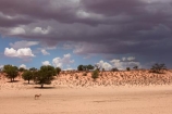 Africa;African;animal;animals;antelope;antelopes;Antidorcas-marsupialis;approaching-storm;approaching-storms;black-cloud;black-clouds;Botswana;cloud;clouds;cloudy;dark-cloud;dark-clouds;desert;deserts;game-park;game-parks;game-reserve;game-reserves;Gemsbok-National-Park;gray-cloud;gray-clouds;grey-cloud;grey-clouds;Kalahari-Desert;Kalahari-Gemsbok-N.P.;Kalahari-Gemsbok-National-Park;Kalahari-Gemsbok-NP;Kgalagadi;Kgalagadi-Park;Kgalagadi-Transfrontier-Park;mammal;mammals;Mata-Mata;national-park;national-parks;park;parks;rain-cloud;rain-clouds;rain-storm;rain-storms;rainy-season;Republic-of-South-Africa;safari;safaris;South-Africa;South-African-Republic;Southern-Africa;springbok;springboks;springbuck;storm;storm-cloud;storm-clouds;storms;summer;thunder-storm;thunder-storms;thunderstorm;thunderstorms;weather;wet-season;wilderness;wildlife;wildlife-park;wildlife-parks;wildlife-reserve;wildlife-reserves