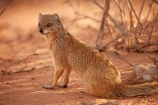 Africa;African;african-wildlife;animal;Botswana;Cynictis-penicillata;desert;deserts;Gemsbok-National-Park;Kalahari-Desert;Kalahari-Gemsbok-N.P.;Kalahari-Gemsbok-National-Park;Kalahari-Gemsbok-NP;Kgalagadi;Kgalagadi-Park;Kgalagadi-Transfrontier-Park;mammal;mammals;mongoose;mongooses;national-park;national-parks;park;parks;red-meerkat;Republic-of-South-Africa;safari;safaris;South-Africa;South-African-Republic;Southern-Africa;widlife;wild;wilderness;Yellow-mongoose;Yellow-mongooses
