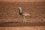 Africa;African;animal;animals;Ardeotis-kori;avian;bird;bird-spotting;bird-watching;bird_watching;birds;Botswana;desert;deserts;eco-tourism;eco_tourism;ecotourism;Fauna;game-park;game-parks;game-reserve;game-reserves;Gemsbok-National-Park;Kalahari-Desert;Kalahari-Gemsbok-N.P.;Kalahari-Gemsbok-National-Park;Kalahari-Gemsbok-NP;Kgalagadi;Kgalagadi-Park;Kgalagadi-Transfrontier-Park;Kori-Bustard;national-park;national-parks;Natural;Nature;Ornithology;park;parks;Republic-of-South-Africa;safari;safaris;South-Africa;South-African-Republic;Southern-Africa;wild;wilderness;wildlife;wildlife-park;wildlife-parks;wildlife-reserve;wildlife-reserves