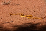 Africa;African;Botswana;Cape-Cobra;Cape-Cobras;Cobra;Cobras;desert;deserts;Gemsbok-National-Park;Kalahari-Desert;Kalahari-Gemsbok-N.P.;Kalahari-Gemsbok-National-Park;Kalahari-Gemsbok-NP;Kgalagadi;Kgalagadi-Park;Kgalagadi-Transfrontier-Park;Naja-nivea;national-park;national-parks;park;parks;reptile;reptiles;Republic-of-South-Africa;reserve;reserves;safari;safaris;snake;snakes;South-Africa;South-African-Republic;Southern-Africa;wilderness;yellow;yellow-cobra;yellow-cobras;yellow-snake