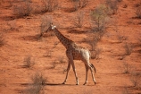 Africa;African;African-wildlife;Angolan-giraffe;animal;animals;Botswana;desert;deserts;game-drive;game-viewing;Gemsbok-National-Park;Giraffa-camelopardalis;Giraffa-camelopardalis-angolensis;giraffe;giraffes;herd;herds;Kalahari-Desert;Kalahari-Gemsbok-N.P.;Kalahari-Gemsbok-National-Park;Kalahari-Gemsbok-NP;Kgalagadi;Kgalagadi-Park;Kgalagadi-Transfrontier-Park;mammal;mammals;national-park;national-parks;natural;nature;park;parks;Republic-of-South-Africa;reserve;reserves;safari;safaris;South-Africa;South-African-Republic;Southern-Africa;tall;wild;wilderness;wildlife