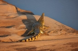 Africa;African-animals;African-wildlife;animal;animals;croc;crocodile;crocodiles;Crocodylus-niloticus;crocs;game-drive;game-park;game-parks;game-reserve;game-reserves;game-viewing;Great-Limpopo-Transfrontier-Park;Kruger;Kruger-N.P.;Kruger-National-Park;Kruger-NP;Kruger-reserve;Kruger-to-Canyons-Biosphere;Letaba-River;national-park;national-parks;natural;nature;Nile-crocodile;Nile-crocodiles;reptile;reptiles;Republic-of-South-Africa;reserve;reserves;river;rivers;safari;safaris;South-Africa;South-African-Republic;Southern-Africa;wild;wilderness;wildlife;wildlife-park;wildlife-parks;wildlife-reserve;wildlife-reserves