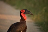 Africa;African;African-animals;African-wildlife;animal;animals;avian;bird;bird-spotting;bird-watching;bird_watching;birds;Bucorvindae;Bucorvus-cafer;Bucorvus-leadbeateri;eco-tourism;eco_tourism;ecotourism;Fauna;game-drive;game-park;game-parks;game-reserve;game-reserves;game-viewing;Great-Limpopo-Transfrontier-Park;ground-hornbills;hornbill;hornbills;Kruger;Kruger-N.P.;Kruger-National-Park;Kruger-NP;Kruger-reserve;Kruger-to-Canyons-Biosphere;national-park;national-parks;natural;Nature;Ornithology;Republic-of-South-Africa;reserve;reserves;safari;safaris;South-Africa;South-African-Republic;Southern-Africa;Southern-Ground-Hornbill;Southern-Ground-Hornbills;wild;wilderness;wildlife;wildlife-park;wildlife-parks;wildlife-reserve;wildlife-reserves
