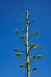 Africa;Agave-sisalana;Cape-Town;island;islands;prison-island;Robben-Island;Robbeneiland;S.A.;sisal;sisal-flower;sisal-flowers;sisal-plant;sisal-plants;South-Africa;Southern-Africa;Sth-Africa;Table-Bay;Western-Cape;Western-Cape-Province