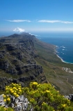 Africa;alpine-flowers;bluff;bluffs;Cape-Town;cliff;cliffs;escarpment;lookout;lookouts;national-parks;panorama;panoramas;S.A.;scene;scenes;scenic-view;scenic-views;South-Africa;Southern-Africa;Sth-Africa;Table-Mountain;Table-Mountain-N.P.;Table-Mountain-National-Park;Table-Mountain-NP;View;viewpoint;viewpoints;views;vista;vistas;Western-Cape;Western-Cape-Province;yellow-flowers
