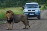4wd;4wds;4wds;4x4;4x4s;4x4s;Africa;African-animals;African-wildlife;animal;animals;carnivore;carnivores;cat;cats;danger;dangerous;feline;four-by-four;four-by-fours;four-wheel-drive;four-wheel-drives;game-drive;game-park;game-parks;game-reserve;game-reserves;game-viewing;Great-Limpopo-Transfrontier-Park;Hilux;Hiluxes;hunter;hunters;Kruger;Kruger-N.P.;Kruger-National-Park;Kruger-NP;Kruger-reserve;Kruger-to-Canyons-Biosphere;Lion;lion-mane;lionesses;lions;male;male-lion;male-lions;mammal;mammals;mane;national-park;national-parks;natural;nature;Panthera-leo;predator;predators;Republic-of-South-Africa;reserve;reserves;South-Africa;South-African-Republic;Southern-Africa;sports-utility-vehicle;sports-utility-vehicles;suv;suvs;Toyota;toyota-camper;Toyota-Hilux;Toyota-Hiluxes;Toyotas;vehicle;vehicles;wild;wilderness;wildlife;wildlife-park;wildlife-parks;wildlife-reserve;wildlife-reserves
