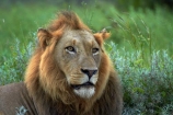 Africa;African-animals;African-wildlife;animal;animals;carnivore;carnivores;cat;cats;danger;dangerous;face;faces;feline;game-drive;game-park;game-parks;game-reserve;game-reserves;game-viewing;Great-Limpopo-Transfrontier-Park;hunter;hunters;Kruger;Kruger-N.P.;Kruger-National-Park;Kruger-NP;Kruger-reserve;Kruger-to-Canyons-Biosphere;Lion;lion-close-up;lion-close_up;lion-closeup;lion-face;lion-mane;lionesses;lions;male;male-lion;male-lions;males;mammal;mammals;mane;national-park;national-parks;natural;nature;Panthera-leo;predator;predators;Republic-of-South-Africa;reserve;reserves;South-Africa;South-African-Republic;Southern-Africa;wild;wilderness;wildlife;wildlife-park;wildlife-parks;wildlife-reserve;wildlife-reserves