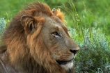 Africa;African-animals;African-wildlife;animal;animals;carnivore;carnivores;cat;cats;danger;dangerous;face;faces;feline;game-drive;game-park;game-parks;game-reserve;game-reserves;game-viewing;Great-Limpopo-Transfrontier-Park;hunter;hunters;Kruger;Kruger-N.P.;Kruger-National-Park;Kruger-NP;Kruger-reserve;Kruger-to-Canyons-Biosphere;Lion;lion-close-up;lion-close_up;lion-closeup;lion-face;lion-mane;lionesses;lions;male;male-lion;male-lions;males;mammal;mammals;mane;national-park;national-parks;natural;nature;Panthera-leo;predator;predators;Republic-of-South-Africa;reserve;reserves;South-Africa;South-African-Republic;Southern-Africa;wild;wilderness;wildlife;wildlife-park;wildlife-parks;wildlife-reserve;wildlife-reserves