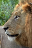 Africa;African-animals;African-wildlife;animal;animals;carnivore;carnivores;cat;cats;danger;dangerous;face;faces;feline;game-drive;game-park;game-parks;game-reserve;game-reserves;game-viewing;Great-Limpopo-Transfrontier-Park;hunter;hunters;Kruger;Kruger-N.P.;Kruger-National-Park;Kruger-NP;Kruger-reserve;Kruger-to-Canyons-Biosphere;Lion;lion-close-up;lion-close_up;lion-closeup;lion-face;lion-mane;lionesses;lions;male;male-lion;male-lions;males;mammal;mammals;mane;national-park;national-parks;natural;nature;Panthera-leo;predator;predators;Republic-of-South-Africa;reserve;reserves;South-Africa;South-African-Republic;Southern-Africa;wild;wilderness;wildlife;wildlife-park;wildlife-parks;wildlife-reserve;wildlife-reserves