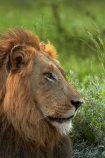 Africa;African-animals;African-wildlife;animal;animals;carnivore;carnivores;cat;cats;danger;dangerous;face;faces;feline;game-drive;game-park;game-parks;game-reserve;game-reserves;game-viewing;Great-Limpopo-Transfrontier-Park;hunter;hunters;Kruger;Kruger-N.P.;Kruger-National-Park;Kruger-NP;Kruger-reserve;Kruger-to-Canyons-Biosphere;Lion;lion-close-up;lion-close_up;lion-closeup;lion-face;lion-mane;lionesses;lions;male;male-lion;male-lions;males;mammal;mammals;mane;national-park;national-parks;natural;nature;Panthera-leo;predator;predators;Republic-of-South-Africa;reserve;reserves;South-Africa;South-African-Republic;Southern-Africa;wild;wilderness;wildlife;wildlife-park;wildlife-parks;wildlife-reserve;wildlife-reserves