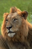 Africa;African-animals;African-wildlife;animal;animals;carnivore;carnivores;cat;cats;danger;dangerous;face;faces;feline;game-drive;game-park;game-parks;game-reserve;game-reserves;game-viewing;Great-Limpopo-Transfrontier-Park;hunter;hunters;Kruger;Kruger-N.P.;Kruger-National-Park;Kruger-NP;Kruger-reserve;Kruger-to-Canyons-Biosphere;Lion;lion-close-up;lion-close_up;lion-closeup;lion-face;lion-mane;lionesses;lions;male;male-lion;male-lions;males;mammal;mammals;mane;national-park;national-parks;natural;nature;Panthera-leo;predator;predators;Republic-of-South-Africa;reserve;reserves;South-Africa;South-African-Republic;Southern-Africa;wild;wilderness;wildlife;wildlife-park;wildlife-parks;wildlife-reserve;wildlife-reserves