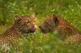 Africa;African-animals;African-wildlife;animal;animals;carnivore;carnivores;cat;cats;couple;couples;feline;game-drive;game-park;game-parks;game-reserve;game-reserves;game-viewing;grass;Great-Limpopo-Transfrontier-Park;hide;hiding;hiding-in-long-grass;hunter;hunters;Kruger;Kruger-N.P.;Kruger-National-Park;Kruger-NP;Kruger-reserve;Kruger-to-Canyons-Biosphere;leopard;leopards;long-grass;mammal;mammals;national-park;national-parks;natural;nature;pair;pairs;Panthera-pardus;predator;predators;Republic-of-South-Africa;reserve;reserves;rosette;rosettes;South-Africa;South-African-Republic;Southern-Africa;spot;spots;spotted;spotted-cat;spotted-cats;two;wild;wilderness;wildlife;wildlife-park;wildlife-parks;wildlife-reserve;wildlife-reserves