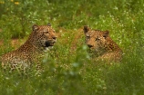 Africa;African-animals;African-wildlife;animal;animals;carnivore;carnivores;cat;cats;couple;couples;feline;game-drive;game-park;game-parks;game-reserve;game-reserves;game-viewing;grass;Great-Limpopo-Transfrontier-Park;hide;hiding;hiding-in-long-grass;hunter;hunters;Kruger;Kruger-N.P.;Kruger-National-Park;Kruger-NP;Kruger-reserve;Kruger-to-Canyons-Biosphere;leopard;leopards;long-grass;mammal;mammals;national-park;national-parks;natural;nature;pair;pairs;Panthera-pardus;predator;predators;Republic-of-South-Africa;reserve;reserves;rosette;rosettes;South-Africa;South-African-Republic;Southern-Africa;spot;spots;spotted;spotted-cat;spotted-cats;two;wild;wilderness;wildlife;wildlife-park;wildlife-parks;wildlife-reserve;wildlife-reserves