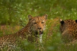 Africa;African-animals;African-wildlife;animal;animals;carnivore;carnivores;cat;cats;couple;couples;feline;game-drive;game-park;game-parks;game-reserve;game-reserves;game-viewing;grass;Great-Limpopo-Transfrontier-Park;hide;hiding;hiding-in-long-grass;hunter;hunters;Kruger;Kruger-N.P.;Kruger-National-Park;Kruger-NP;Kruger-reserve;Kruger-to-Canyons-Biosphere;leopard;leopards;long-grass;mammal;mammals;national-park;national-parks;natural;nature;pair;pairs;Panthera-pardus;predator;predators;Republic-of-South-Africa;reserve;reserves;rosette;rosettes;South-Africa;South-African-Republic;Southern-Africa;spot;spots;spotted;spotted-cat;spotted-cats;two;wild;wilderness;wildlife;wildlife-park;wildlife-parks;wildlife-reserve;wildlife-reserves