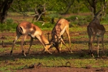 Aepyceros-melampus;Aepyceros-melampus-melampus;Africa;African-animals;African-wildlife;animal;animals;antelope;antelopes;fight;fighting;fights;game-drive;game-park;game-parks;game-reserve;game-reserves;game-viewing;Great-Limpopo-Transfrontier-Park;impala;impalas;Kruger;Kruger-N.P.;Kruger-National-Park;Kruger-NP;Kruger-reserve;Kruger-to-Canyons-Biosphere;male;male-impala;male-impalas;males;mammal;mammals;national-park;national-parks;natural;nature;Republic-of-South-Africa;reserve;reserves;South-Africa;South-African-Republic;Southern-Africa;spar;sparring;wild;wilderness;wildlife;wildlife-park;wildlife-parks;wildlife-reserve;wildlife-reserves