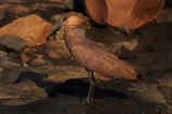 Africa;Animal;animals;Anvilhead;Anvilheads;avian;bird;bird-spotting;bird-watching;bird_watching;birds;eco-tourism;eco_tourism;ecotourism;Fauna;game-park;game-parks;game-reserve;game-reserves;Great-Limpopo-Transfrontier-Park;Hamerkop;Hamerkops;Hammerhead;Hammerhead-Stork;Hammerhead-Storks;Hammerheads;Hammerkop;Hammerkopf;Hammerkopfs;Hammerkops;Kruger;Kruger-N.P.;Kruger-National-Park;Kruger-NP;Kruger-reserve;Kruger-to-Canyons-Biosphere;national-park;national-parks;Natural;Nature;Ornithology;Republic-of-South-Africa;Scopus-umbretta;South-Africa;South-African-Republic;Southern-Africa;Tufted-Umber;Tufted-Umbers;Umber-Bird;Umber-Birds;Umbrette;Umbrettes;wild;wildlife;wildlife-park;wildlife-parks;wildlife-reserve;wildlife-reserves