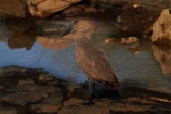 Africa;Animal;animals;Anvilhead;Anvilheads;avian;bird;bird-spotting;bird-watching;bird_watching;birds;eco-tourism;eco_tourism;ecotourism;Fauna;game-park;game-parks;game-reserve;game-reserves;Great-Limpopo-Transfrontier-Park;Hamerkop;Hamerkops;Hammerhead;Hammerhead-Stork;Hammerhead-Storks;Hammerheads;Hammerkop;Hammerkopf;Hammerkopfs;Hammerkops;Kruger;Kruger-N.P.;Kruger-National-Park;Kruger-NP;Kruger-reserve;Kruger-to-Canyons-Biosphere;national-park;national-parks;Natural;Nature;Ornithology;Republic-of-South-Africa;Scopus-umbretta;South-Africa;South-African-Republic;Southern-Africa;Tufted-Umber;Tufted-Umbers;Umber-Bird;Umber-Birds;Umbrette;Umbrettes;wild;wildlife;wildlife-park;wildlife-parks;wildlife-reserve;wildlife-reserves