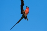 Africa;Animal;animals;avian;Bee-eater;Bee-eaters;Bee_eater;Bee_eaters;bird;bird-spotting;bird-watching;bird_watching;birds;Carmine;Carmine-Bee-eater;Carmine-Bee-eaters;Carmine-Bee_eater;Carmine-Bee_eaters;eco-tourism;eco_tourism;ecotourism;Fauna;game-park;game-parks;game-reserve;game-reserves;Great-Limpopo-Transfrontier-Park;Kruger;Kruger-N.P.;Kruger-National-Park;Kruger-NP;Kruger-reserve;Kruger-to-Canyons-Biosphere;Merops-nubicoides;national-park;national-parks;Natural;Nature;Ornithology;pink;Republic-of-South-Africa;South-Africa;South-African-Republic;Southern-Africa;Southern-Carmine-Bee-eater;Southern-Carmine-Bee-eaters;Southern-Carmine-Bee_eater;Southern-Carmine-Bee_eaters;wild;wildlife;wildlife-park;wildlife-parks;wildlife-reserve;wildlife-reserves