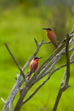 Africa;Animal;animals;avian;Bee-eater;Bee-eaters;Bee_eater;Bee_eaters;bird;bird-spotting;bird-watching;bird_watching;birds;Carmine;Carmine-Bee-eater;Carmine-Bee-eaters;Carmine-Bee_eater;Carmine-Bee_eaters;eco-tourism;eco_tourism;ecotourism;Fauna;game-park;game-parks;game-reserve;game-reserves;Great-Limpopo-Transfrontier-Park;juvenile;juvenile-Carmine-Bee-eater;juvenile-Carmine-Bee-eaters;juvenile-Carmine-Bee_eater;juvenile-Carmine-Bee_eaters;juvenile-southern-Carmine-Bee-eater;juvenile-southern-Carmine-Bee-eaters;juvenile-southern-Carmine-Bee_eater;juvenile-southern-Carmine-Bee_eaters;juveniles;Kruger;Kruger-N.P.;Kruger-National-Park;Kruger-NP;Kruger-reserve;Kruger-to-Canyons-Biosphere;Merops-nubicoides;national-park;national-parks;Natural;Nature;Ornithology;pink;Republic-of-South-Africa;South-Africa;South-African-Republic;Southern-Africa;Southern-Carmine-Bee-eater;Southern-Carmine-Bee-eaters;Southern-Carmine-Bee_eater;Southern-Carmine-Bee_eaters;wild;wildlife;wildlife-park;wildlife-parks;wildlife-reserve;wildlife-reserves