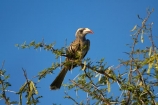 Africa;African-Gray-Hornbill;African-Gray-Hornbills;African-Grey-Hornbill;African-Grey-Hornbills;Animal;animals;avian;bird;bird-spotting;bird-watching;bird_watching;birds;eco-tourism;eco_tourism;ecotourism;Fauna;game-park;game-parks;game-reserve;game-reserves;Gray-Hornbill;Gray-Hornbills;Great-Limpopo-Transfrontier-Park;Grey-Hornbill;Grey-Hornbills;hornbill;hornbills;Kruger;Kruger-N.P.;Kruger-National-Park;Kruger-NP;Kruger-reserve;Kruger-to-Canyons-Biosphere;national-park;national-parks;Natural;Nature;Ornithology;Republic-of-South-Africa;South-Africa;South-African-Republic;Southern-Africa;Tockus-nasutus;wild;wildlife;wildlife-park;wildlife-parks;wildlife-reserve;wildlife-reserves