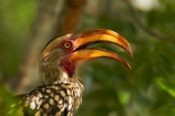 Africa;Animal;animals;avian;bill;bills;bird;bird-spotting;bird-watching;bird_watching;birds;eco-tourism;eco_tourism;ecotourism;Fauna;Flying-Banana;game-park;game-parks;game-reserve;game-reserves;Great-Limpopo-Transfrontier-Park;Hornbill;Hornbills;Kruger;Kruger-N.P.;Kruger-National-Park;Kruger-NP;Kruger-reserve;Kruger-to-Canyons-Biosphere;national-park;national-parks;Natural;Nature;Ornithology;Republic-of-South-Africa;South-Africa;South-African-Republic;Southern-Africa;Southern-Yellow_billed-Hornbill;Southern-Yellow_billed-Hornbills;Tockus-leucomelas;wild;wildlife;wildlife-park;wildlife-parks;wildlife-reserve;wildlife-reserves;Yellow-billed-Hornbill;Yellow-billed-Hornbills;Yellow_billed-Hornbill;Yellow_billed-Hornbills