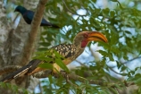 Africa;Animal;animals;avian;bill;bills;bird;bird-spotting;bird-watching;bird_watching;birds;eco-tourism;eco_tourism;ecotourism;Fauna;Flying-Banana;game-park;game-parks;game-reserve;game-reserves;Great-Limpopo-Transfrontier-Park;Hornbill;Hornbills;Kruger;Kruger-N.P.;Kruger-National-Park;Kruger-NP;Kruger-reserve;Kruger-to-Canyons-Biosphere;national-park;national-parks;Natural;Nature;Ornithology;Republic-of-South-Africa;South-Africa;South-African-Republic;Southern-Africa;Southern-Yellow_billed-Hornbill;Southern-Yellow_billed-Hornbills;Tockus-leucomelas;wild;wildlife;wildlife-park;wildlife-parks;wildlife-reserve;wildlife-reserves;Yellow-billed-Hornbill;Yellow-billed-Hornbills;Yellow_billed-Hornbill;Yellow_billed-Hornbills