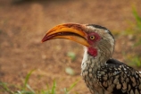 Africa;Animal;animals;avian;bill;bills;bird;bird-spotting;bird-watching;bird_watching;birds;eco-tourism;eco_tourism;ecotourism;Fauna;Flying-Banana;game-park;game-parks;game-reserve;game-reserves;Great-Limpopo-Transfrontier-Park;Hornbill;Hornbills;Kruger;Kruger-N.P.;Kruger-National-Park;Kruger-NP;Kruger-reserve;Kruger-to-Canyons-Biosphere;national-park;national-parks;Natural;Nature;Ornithology;Republic-of-South-Africa;South-Africa;South-African-Republic;Southern-Africa;Southern-Yellow_billed-Hornbill;Southern-Yellow_billed-Hornbills;Tockus-leucomelas;wild;wildlife;wildlife-park;wildlife-parks;wildlife-reserve;wildlife-reserves;Yellow-billed-Hornbill;Yellow-billed-Hornbills;Yellow_billed-Hornbill;Yellow_billed-Hornbills