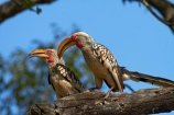 Africa;Animal;animals;avian;bill;bills;bird;bird-spotting;bird-watching;bird_watching;birds;eco-tourism;eco_tourism;ecotourism;Fauna;Flying-Banana;game-park;game-parks;game-reserve;game-reserves;Great-Limpopo-Transfrontier-Park;Hornbill;Hornbills;Kruger;Kruger-N.P.;Kruger-National-Park;Kruger-NP;Kruger-reserve;Kruger-to-Canyons-Biosphere;national-park;national-parks;Natural;Nature;Ornithology;Republic-of-South-Africa;South-Africa;South-African-Republic;Southern-Africa;Southern-Yellow_billed-Hornbill;Southern-Yellow_billed-Hornbills;Tockus-leucomelas;wild;wildlife;wildlife-park;wildlife-parks;wildlife-reserve;wildlife-reserves;Yellow-billed-Hornbill;Yellow-billed-Hornbills;Yellow_billed-Hornbill;Yellow_billed-Hornbills