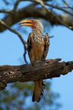 Africa;Animal;animals;avian;bill;bills;bird;bird-spotting;bird-watching;bird_watching;birds;eco-tourism;eco_tourism;ecotourism;Fauna;Flying-Banana;game-park;game-parks;game-reserve;game-reserves;Great-Limpopo-Transfrontier-Park;Hornbill;Hornbills;Kruger;Kruger-N.P.;Kruger-National-Park;Kruger-NP;Kruger-reserve;Kruger-to-Canyons-Biosphere;national-park;national-parks;Natural;Nature;Ornithology;Republic-of-South-Africa;South-Africa;South-African-Republic;Southern-Africa;Southern-Yellow_billed-Hornbill;Southern-Yellow_billed-Hornbills;Tockus-leucomelas;wild;wildlife;wildlife-park;wildlife-parks;wildlife-reserve;wildlife-reserves;Yellow-billed-Hornbill;Yellow-billed-Hornbills;Yellow_billed-Hornbill;Yellow_billed-Hornbills