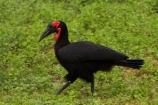 Africa;Animal;animals;avian;bird;bird-spotting;bird-watching;bird_watching;birds;Bucorvindae;Bucorvus-cafer;Bucorvus-leadbeateri;eco-tourism;eco_tourism;ecotourism;Fauna;game-park;game-parks;game-reserve;game-reserves;Great-Limpopo-Transfrontier-Park;ground-hornbills;hornbill;hornbills;Kruger;Kruger-N.P.;Kruger-National-Park;Kruger-NP;Kruger-reserve;Kruger-to-Canyons-Biosphere;national-park;national-parks;Natural;Nature;Ornithology;Republic-of-South-Africa;South-Africa;South-African-Republic;Southern-Africa;Southern-Ground-Hornbill;Southern-Ground-Hornbills;wild;wildlife;wildlife-park;wildlife-parks;wildlife-reserve;wildlife-reserves