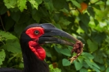 Africa;Animal;animals;avian;bird;bird-spotting;bird-watching;bird_watching;birds;Bucorvindae;Bucorvus-cafer;Bucorvus-leadbeateri;eco-tourism;eco_tourism;ecotourism;Fauna;game-park;game-parks;game-reserve;game-reserves;Great-Limpopo-Transfrontier-Park;ground-hornbills;hornbill;hornbills;Kruger;Kruger-N.P.;Kruger-National-Park;Kruger-NP;Kruger-reserve;Kruger-to-Canyons-Biosphere;national-park;national-parks;Natural;Nature;Ornithology;Republic-of-South-Africa;South-Africa;South-African-Republic;Southern-Africa;Southern-Ground-Hornbill;Southern-Ground-Hornbills;wild;wildlife;wildlife-park;wildlife-parks;wildlife-reserve;wildlife-reserves