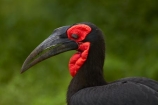 Africa;Animal;animals;avian;bird;bird-spotting;bird-watching;bird_watching;birds;Bucorvindae;Bucorvus-cafer;Bucorvus-leadbeateri;eco-tourism;eco_tourism;ecotourism;Fauna;game-park;game-parks;game-reserve;game-reserves;Great-Limpopo-Transfrontier-Park;ground-hornbills;hornbill;hornbills;Kruger;Kruger-N.P.;Kruger-National-Park;Kruger-NP;Kruger-reserve;Kruger-to-Canyons-Biosphere;national-park;national-parks;Natural;Nature;Ornithology;Republic-of-South-Africa;South-Africa;South-African-Republic;Southern-Africa;Southern-Ground-Hornbill;Southern-Ground-Hornbills;wild;wildlife;wildlife-park;wildlife-parks;wildlife-reserve;wildlife-reserves
