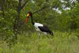 Africa;Animal;animals;avian;bird;bird-spotting;bird-watching;bird_watching;birds;Ciconiidae;eco-tourism;eco_tourism;ecotourism;Ephippiorhynchus-senegalensis;Fauna;game-park;game-parks;game-reserve;game-reserves;Great-Limpopo-Transfrontier-Park;Kruger;Kruger-N.P.;Kruger-National-Park;Kruger-NP;Kruger-reserve;Kruger-to-Canyons-Biosphere;national-park;national-parks;Natural;Nature;Ornithology;Republic-of-South-Africa;Saddle-billed-Stork;Saddle-billed-Storks;Saddle_billed-Stork;Saddle_billed-Storks;Saddlebilled-Stork;Saddlebilled-Storks;South-Africa;South-African-Republic;Southern-Africa;stork;storks;wading-bird;wild;wildlife;wildlife-park;wildlife-parks;wildlife-reserve;wildlife-reserves