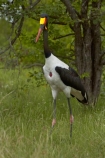 Africa;Animal;animals;avian;bird;bird-spotting;bird-watching;bird_watching;birds;Ciconiidae;eco-tourism;eco_tourism;ecotourism;Ephippiorhynchus-senegalensis;Fauna;game-park;game-parks;game-reserve;game-reserves;Great-Limpopo-Transfrontier-Park;Kruger;Kruger-N.P.;Kruger-National-Park;Kruger-NP;Kruger-reserve;Kruger-to-Canyons-Biosphere;national-park;national-parks;Natural;Nature;Ornithology;Republic-of-South-Africa;Saddle-billed-Stork;Saddle-billed-Storks;Saddle_billed-Stork;Saddle_billed-Storks;Saddlebilled-Stork;Saddlebilled-Storks;South-Africa;South-African-Republic;Southern-Africa;stork;storks;wading-bird;wild;wildlife;wildlife-park;wildlife-parks;wildlife-reserve;wildlife-reserves