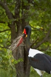 Africa;Animal;animals;avian;bird;bird-spotting;bird-watching;bird_watching;birds;Ciconiidae;eco-tourism;eco_tourism;ecotourism;Ephippiorhynchus-senegalensis;Fauna;game-park;game-parks;game-reserve;game-reserves;Great-Limpopo-Transfrontier-Park;Kruger;Kruger-N.P.;Kruger-National-Park;Kruger-NP;Kruger-reserve;Kruger-to-Canyons-Biosphere;national-park;national-parks;Natural;Nature;Ornithology;Republic-of-South-Africa;Saddle-billed-Stork;Saddle-billed-Storks;Saddle_billed-Stork;Saddle_billed-Storks;Saddlebilled-Stork;Saddlebilled-Storks;South-Africa;South-African-Republic;Southern-Africa;stork;storks;wading-bird;wild;wildlife;wildlife-park;wildlife-parks;wildlife-reserve;wildlife-reserves