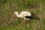 Africa;Animal;animals;avian;bird;bird-spotting;bird-watching;bird_watching;birds;Ciconia-ciconia;Ciconiidae;eco-tourism;eco_tourism;ecotourism;Fauna;game-park;game-parks;game-reserve;game-reserves;Great-Limpopo-Transfrontier-Park;Kruger;Kruger-N.P.;Kruger-National-Park;Kruger-NP;Kruger-reserve;Kruger-to-Canyons-Biosphere;national-park;national-parks;Natural;Nature;Ornithology;Republic-of-South-Africa;South-Africa;South-African-Republic;Southern-Africa;stork;storks;White-Stork;White-Storks;wild;wildlife;wildlife-park;wildlife-parks;wildlife-reserve;wildlife-reserves