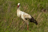 Africa;Animal;animals;avian;bird;bird-spotting;bird-watching;bird_watching;birds;Ciconia-ciconia;Ciconiidae;eco-tourism;eco_tourism;ecotourism;Fauna;game-park;game-parks;game-reserve;game-reserves;Great-Limpopo-Transfrontier-Park;Kruger;Kruger-N.P.;Kruger-National-Park;Kruger-NP;Kruger-reserve;Kruger-to-Canyons-Biosphere;national-park;national-parks;Natural;Nature;Ornithology;Republic-of-South-Africa;South-Africa;South-African-Republic;Southern-Africa;stork;storks;White-Stork;White-Storks;wild;wildlife;wildlife-park;wildlife-parks;wildlife-reserve;wildlife-reserves