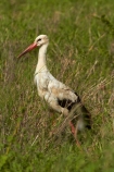 Africa;Animal;animals;avian;bird;bird-spotting;bird-watching;bird_watching;birds;Ciconia-ciconia;Ciconiidae;eco-tourism;eco_tourism;ecotourism;Fauna;game-park;game-parks;game-reserve;game-reserves;Great-Limpopo-Transfrontier-Park;Kruger;Kruger-N.P.;Kruger-National-Park;Kruger-NP;Kruger-reserve;Kruger-to-Canyons-Biosphere;national-park;national-parks;Natural;Nature;Ornithology;Republic-of-South-Africa;South-Africa;South-African-Republic;Southern-Africa;stork;storks;White-Stork;White-Storks;wild;wildlife;wildlife-park;wildlife-parks;wildlife-reserve;wildlife-reserves