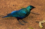 Africa;Animal;animals;avian;bird;bird-spotting;bird-watching;bird_watching;birds;Blue_eared-Glossy_starling;Blue_eared-Glossy_starlings;Blue_eared-Starling;Blue_eared-Starlings;eco-tourism;eco_tourism;ecotourism;Fauna;game-park;game-parks;game-reserve;game-reserves;Glossy-starling;Glossy-starlings;Great-Limpopo-Transfrontier-Park;Greater-Blue-eared-Glossy-starling;Greater-Blue-eared-Glossy-starlings;Greater-Blue-eared-Starling;Greater-Blue-eared-Starlings;Greater-Blue_eared-Glossy_starling;Greater-Blue_eared-Glossy_starlings;Greater-Blue_eared-Starling;Greater-Blue_eared-Starlings;Kruger;Kruger-N.P.;Kruger-National-Park;Kruger-NP;Kruger-reserve;Kruger-to-Canyons-Biosphere;Lamprotornis-chalybaeus;national-park;national-parks;Natural;Nature;Ornithology;Republic-of-South-Africa;South-Africa;South-African-Republic;Southern-Africa;starling;starlings;wild;wildlife;wildlife-park;wildlife-parks;wildlife-reserve;wildlife-reserves