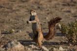 Africa;animal;animals;antelope;antelopes;Botswana;Cape-ground-squirrel;Cape-ground-squirrels;desert;deserts;game-park;game-parks;game-reserve;game-reserves;game-viewing;Gemsbok-National-Park;ground-squirrel;ground-squirrels;Kalahari-Desert;Kalahari-Gemsbok-N.P.;Kalahari-Gemsbok-National-Park;Kalahari-Gemsbok-NP;Kgalagadi;Kgalagadi-Park;Kgalagadi-Transfrontier-Park;mammal;mammals;national-park;national-parks;park;parks;Republic-of-South-Africa;safari;safaris;South-Africa;South-African-Republic;Southern-Africa;squirrel;squirrels;wilderness;wildlife;wildlife-park;wildlife-parks;wildlife-reserve;wildlife-reserves;Xerus-inauris