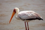 Africa;African;African-animals;African-wildlife;Animal;animals;avian;bird;bird-spotting;bird-watching;bird_watching;birds;Ciconiidae;eco-tourism;eco_tourism;ecotourism;Fauna;game-drive;game-park;game-parks;game-reserve;game-reserves;game-viewing;Great-Limpopo-Transfrontier-Park;Kruger;Kruger-N.P.;Kruger-National-Park;Kruger-NP;Kruger-reserve;Kruger-to-Canyons-Biosphere;Mycteria-ibis;national-park;national-parks;Natural;nature;Ornithology;Republic-of-South-Africa;reserve;reserves;safari;safaris;South-Africa;South-African-Republic;Southern-Africa;stork;storks;wading-bird;wading-birds;wild;wilderness;wildlife;wildlife-park;wildlife-parks;wildlife-reserve;wildlife-reserves;Yellow-billed-Stork;Yellow-billed-Storks;Yellow_billed-Stork;Yellow_billed-Storks