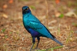 Africa;African;African-animals;African-wildlife;Animal;animals;avian;bird;bird-spotting;bird-watching;bird_watching;birds;Blue_eared-Glossy_starling;Blue_eared-Glossy_starlings;Blue_eared-Starling;Blue_eared-Starlings;eco-tourism;eco_tourism;ecotourism;Fauna;game-drive;game-park;game-parks;game-reserve;game-reserves;game-viewing;Glossy-starling;Glossy-starlings;Great-Limpopo-Transfrontier-Park;Greater-Blue-eared-Glossy-starling;Greater-Blue-eared-Glossy-starlings;Greater-Blue-eared-Starling;Greater-Blue-eared-Starlings;Greater-Blue_eared-Glossy_starling;Greater-Blue_eared-Glossy_starlings;Greater-Blue_eared-Starling;Greater-Blue_eared-Starlings;Kruger;Kruger-N.P.;Kruger-National-Park;Kruger-NP;Kruger-reserve;Kruger-to-Canyons-Biosphere;Lamprotornis-chalybaeus;national-park;national-parks;Natural;nature;Ornithology;Republic-of-South-Africa;reserve;reserves;safari;safaris;South-Africa;South-African-Republic;Southern-Africa;starling;starlings;wild;wilderness;wildlife;wildlife-park;wildlife-parks;wildlife-reserve;wildlife-reserves