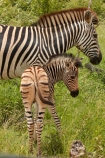 Africa;African;African-animals;African-wildlife;animal;animals;baby;black-amp;-white;black-and-white;Burchells-zebra;Burchells-zebra;calf;calves;Equus-burchellii;Equus-quagga;Equus-quagga-burchellii;foal;foals;game-drive;game-park;game-parks;game-reserve;game-reserves;game-viewing;Great-Limpopo-Transfrontier-Park;Kruger;Kruger-N.P.;Kruger-National-Park;Kruger-NP;Kruger-reserve;Kruger-to-Canyons-Biosphere;mammal;mammals;national-park;national-parks;natural;nature;Plains-zebra;Plains-zebras;Republic-of-South-Africa;reserve;reserves;safari;safaris;South-Africa;South-African-Republic;Southern-Africa;stripe;stripes;stripped;wild;wilderness;wildlife;wildlife-park;wildlife-parks;wildlife-reserve;wildlife-reserves;young;zebra;zebras