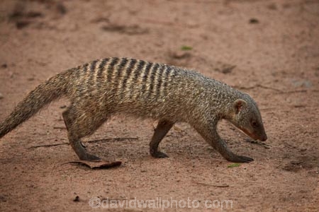 Africa;African-wildlife;Banded-Mongoose;mammal;mammals;mongeese;mongooses;Mungos-mungo;Southern-Africa;Victoria-Falls;Victoria-Falls-Rest-Camp,;wildlife;Zimbabwe
